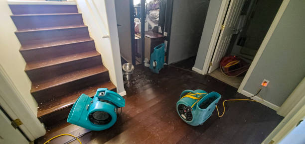 Best Mold removal after water damage  in Joshua Tree, CA