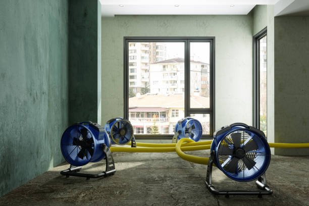 Best Mold removal after water damage  in Joshua Tree, CA